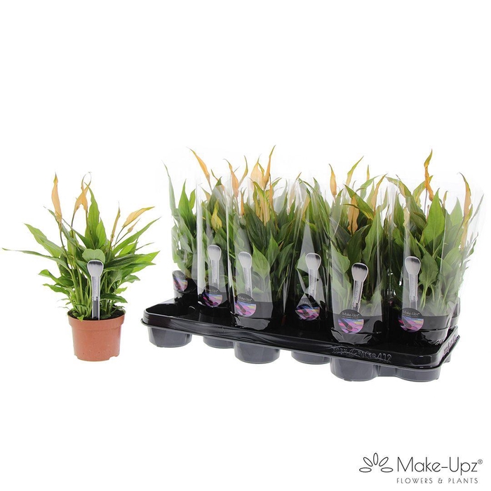 <h4>Spathiphyllum 10,5 cm Make Upz oranje</h4>