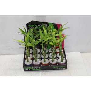 DRACENA LUCKY BAMBOO P06