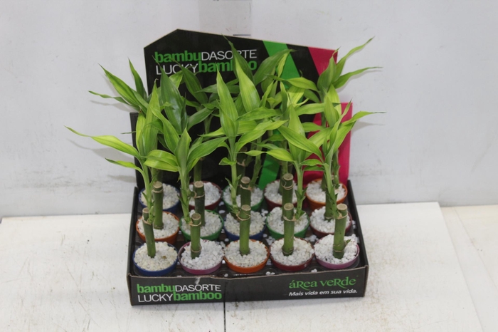 <h4>DRACENA LUCKY BAMBOO P06</h4>