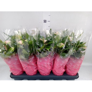 Anthurium andr.   ...
