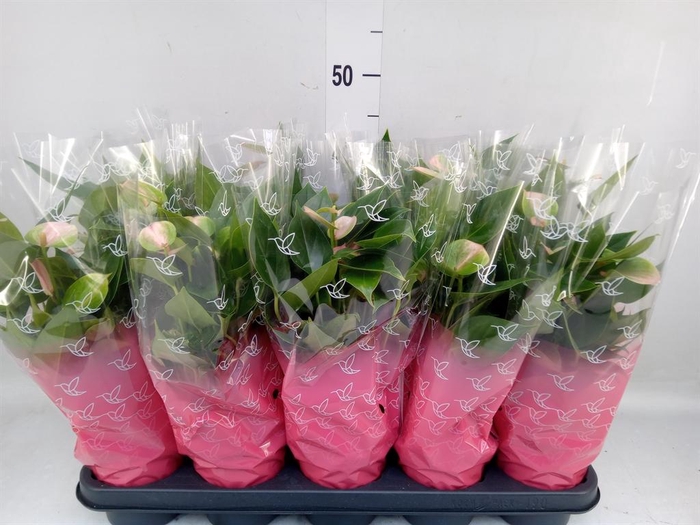 <h4>Anthurium andr.   ...</h4>