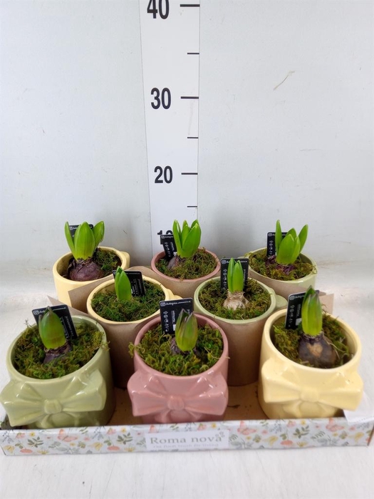 <h4>Arr.  Hyacinthus L%</h4>