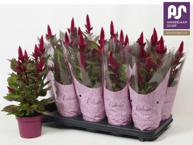 <h4>CEL DEEP PURPLE</h4>