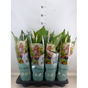 Spathiphyllum  'Sweet Ricardo'