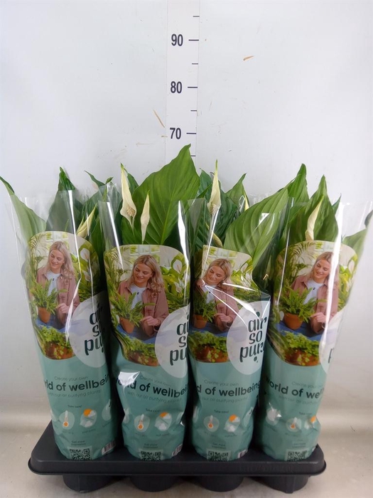 <h4>Spathiphyllum 'Sweet Ricardo'</h4>