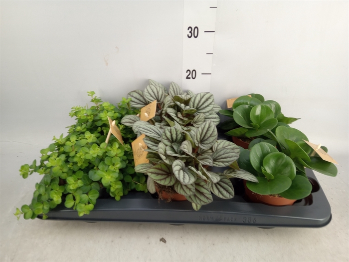 <h4>Peperomia   ...mix</h4>