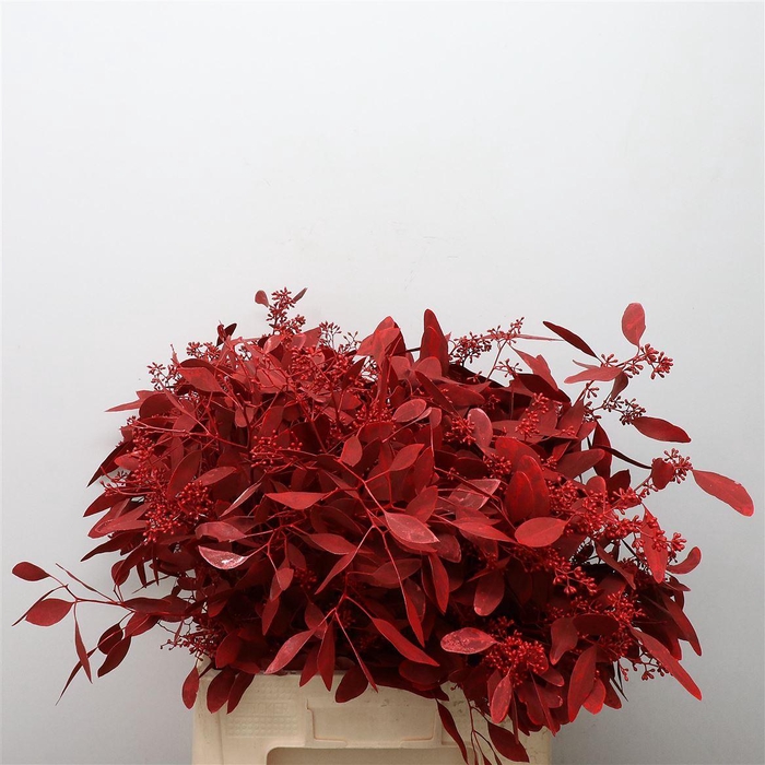 <h4>Euca Klb Populus Bes Rood</h4>