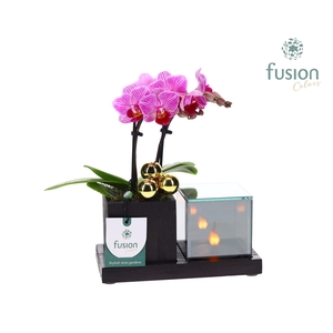 Houten Elegant LED planter met Phalaenopsis
