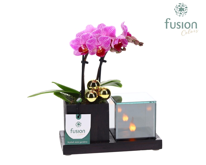 <h4>Houten Elegant LED planter met Phalaenopsis</h4>