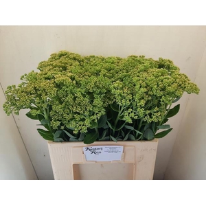 SEDUM SPECTABILE