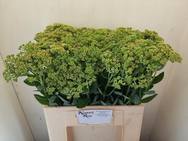 <h4>SEDUM SPECTABILE</h4>