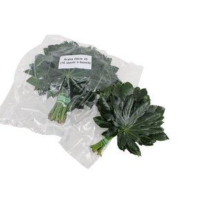 Aralia Baby V P X 5