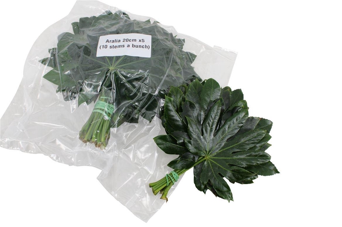 <h4>Aralia Baby V P X 5</h4>