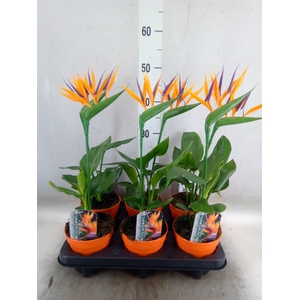 Arr.  Strelitzia L%
