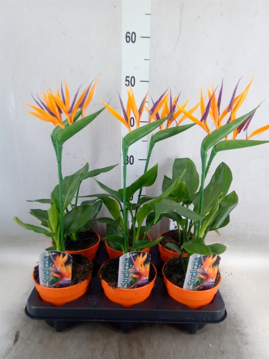 <h4>Arr.  Strelitzia L%</h4>