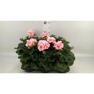 Pelargonium zona.   ...F1