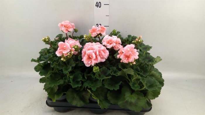 <h4>Pelargonium zona.   ...F1</h4>