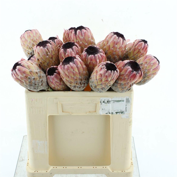 <h4>PROTEA SUSARA</h4>