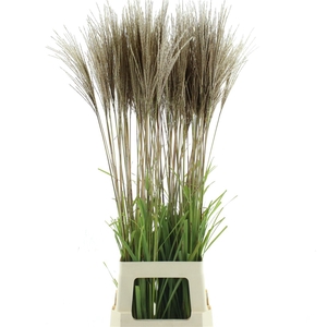 Miscanthus White