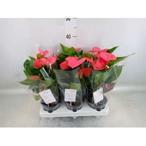 Anthurium andr. 'Sweet Dream'