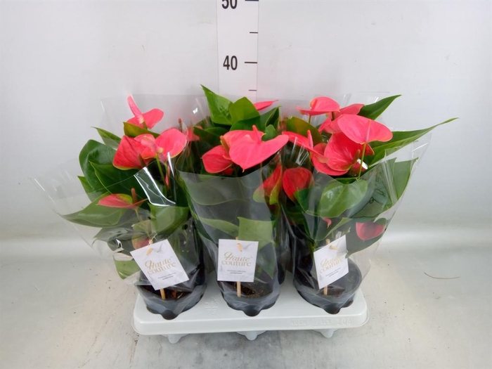 <h4>Anthurium andr. 'Sweet Dream'</h4>