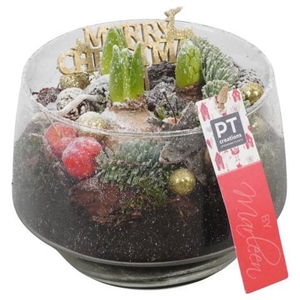 PTHCH6766 Arrangement Hyacint Christmas in glas vaas