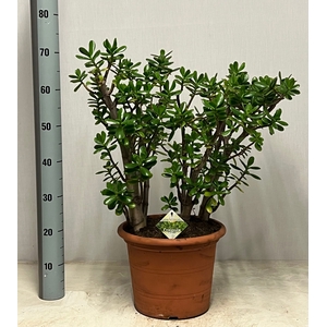 CRASS OVATA