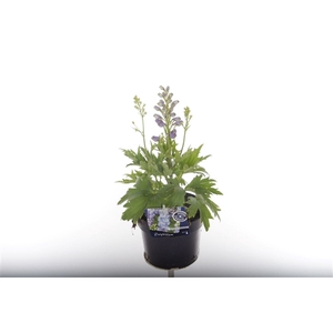 Delphinium M.F. Dark Blue/Dark Bee