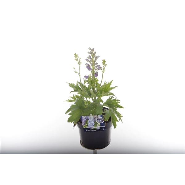 <h4>Delphinium M.F. Dark Blue/Dark Bee</h4>
