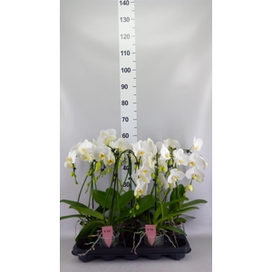 Phalaenopsis  'Ant Leeds'