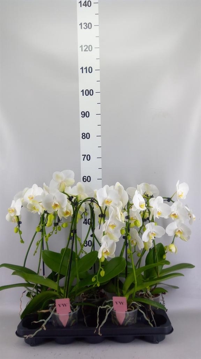 <h4>Phalaenopsis  'Ant Leeds'</h4>