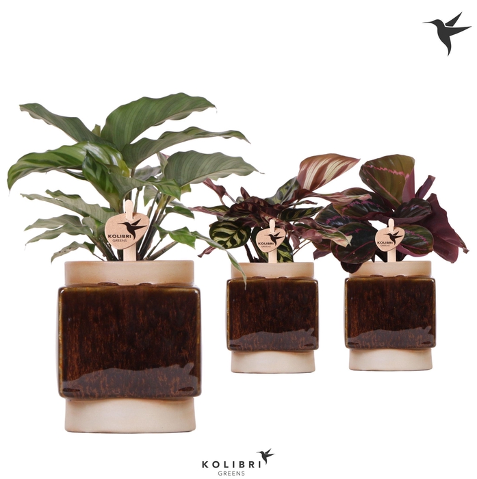 <h4>Kolibri Greens Calathea mix in Classy Cube pot</h4>