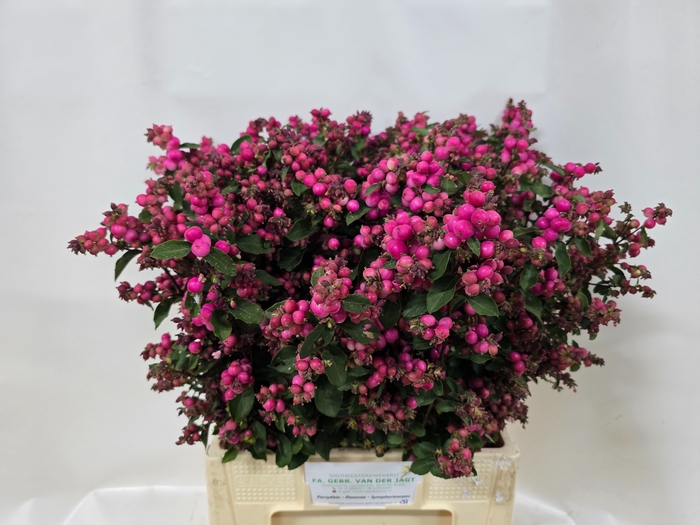<h4>SYMPHO MAG RUBY FALL</h4>