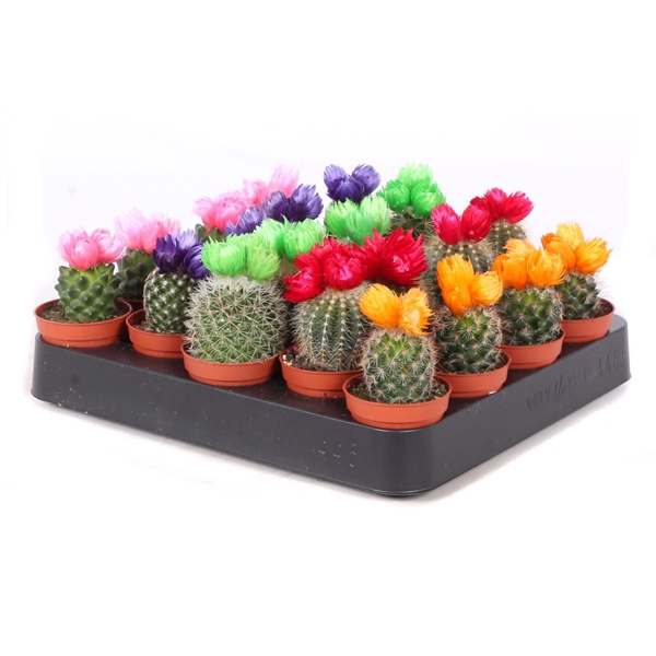 Cactus disco bloem 5,5 cm