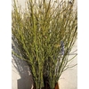 Cornus S Flaviramea Spray