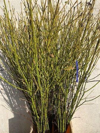 <h4>Cornus S Flaviramea Spray</h4>