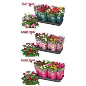 Rosa  'Star Roses'   ...mix