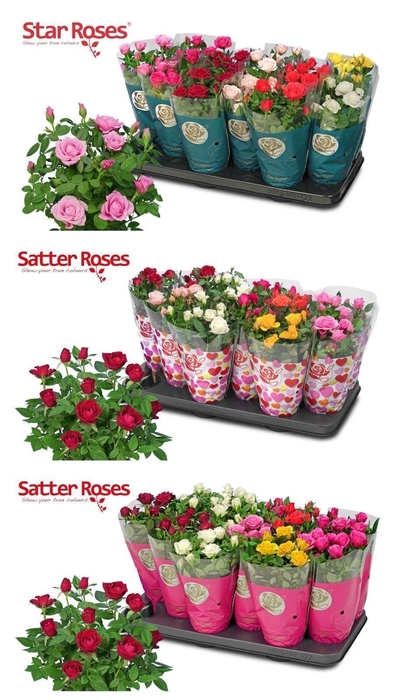 <h4>Rosa  'Star Roses'   ...mix</h4>