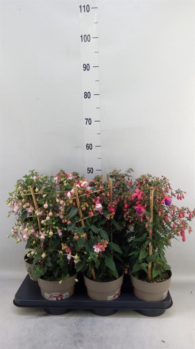 <h4>Fuchsia   ...mix</h4>