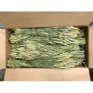DROOG TARWE/TRITICUM