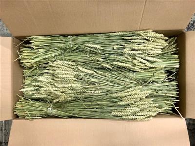 <h4>DROOG TARWE/TRITICUM</h4>