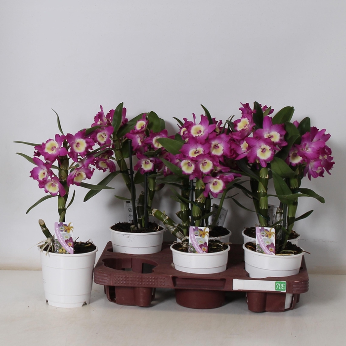 <h4>DEND NOBILE</h4>