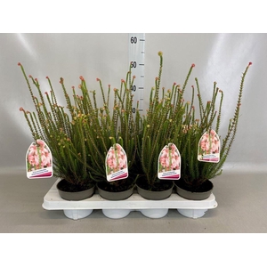 Erica gracilis   ...