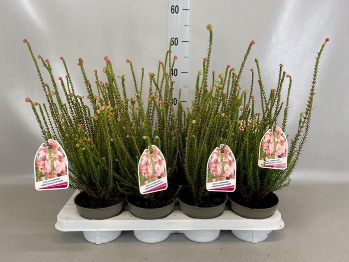 <h4>Erica gracilis   ...</h4>