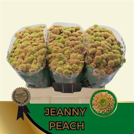 <h4>Chr S Aaa Jeanny Pea</h4>