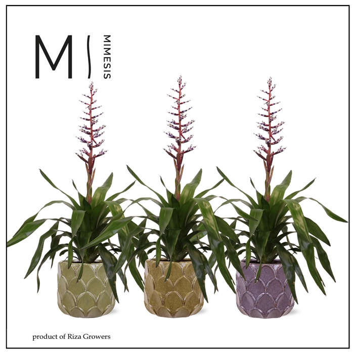 <h4>AECH BLUE RAIN</h4>