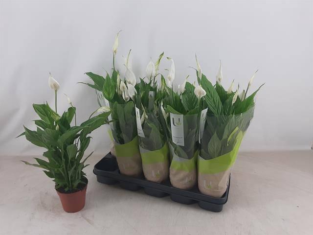 <h4>SPATH TORELLI</h4>