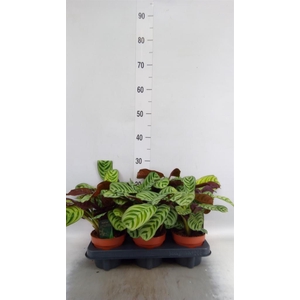 Ctenanthe burle-marxii