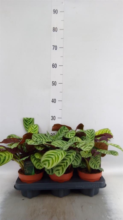<h4>Ctenanthe burle-marxii</h4>