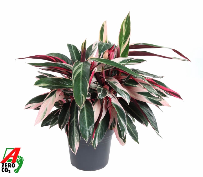 <h4>Calathea Stromante Triostar</h4>